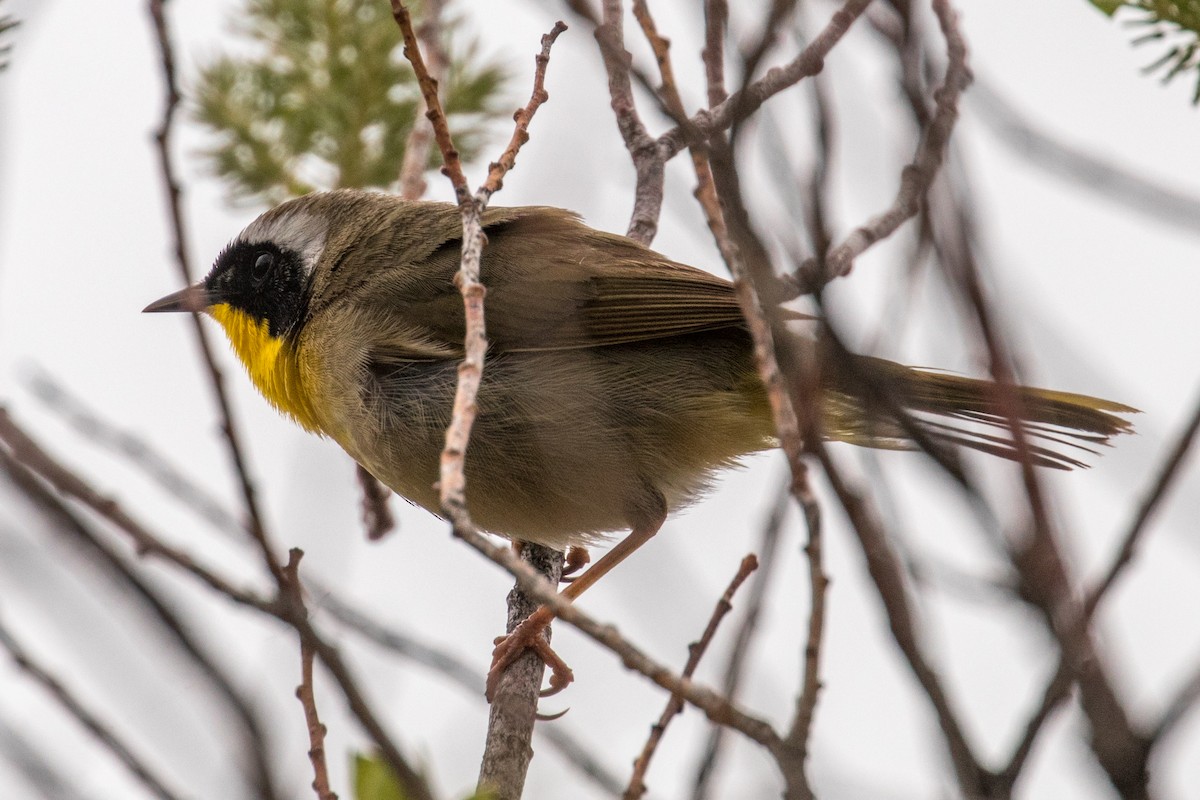 Common Yellowthroat - Barry Porter