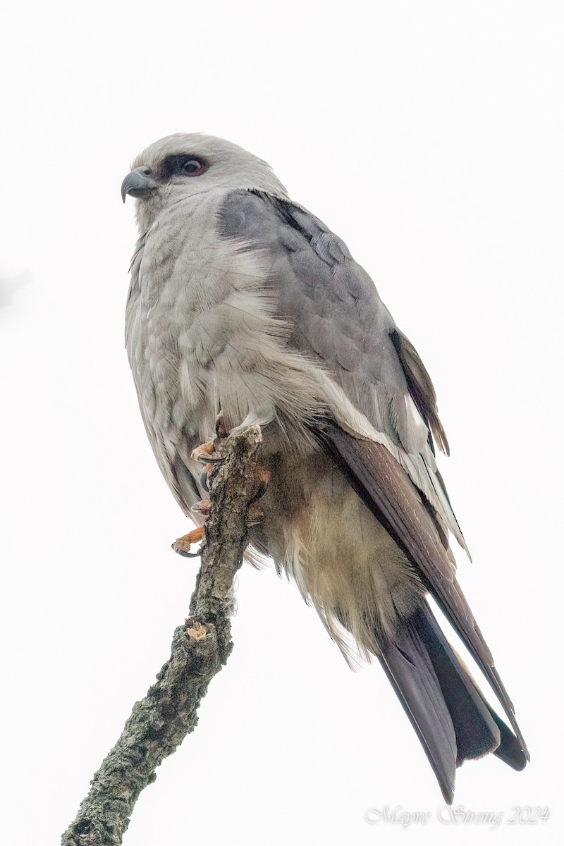 Mississippi Kite - Mayve Strong