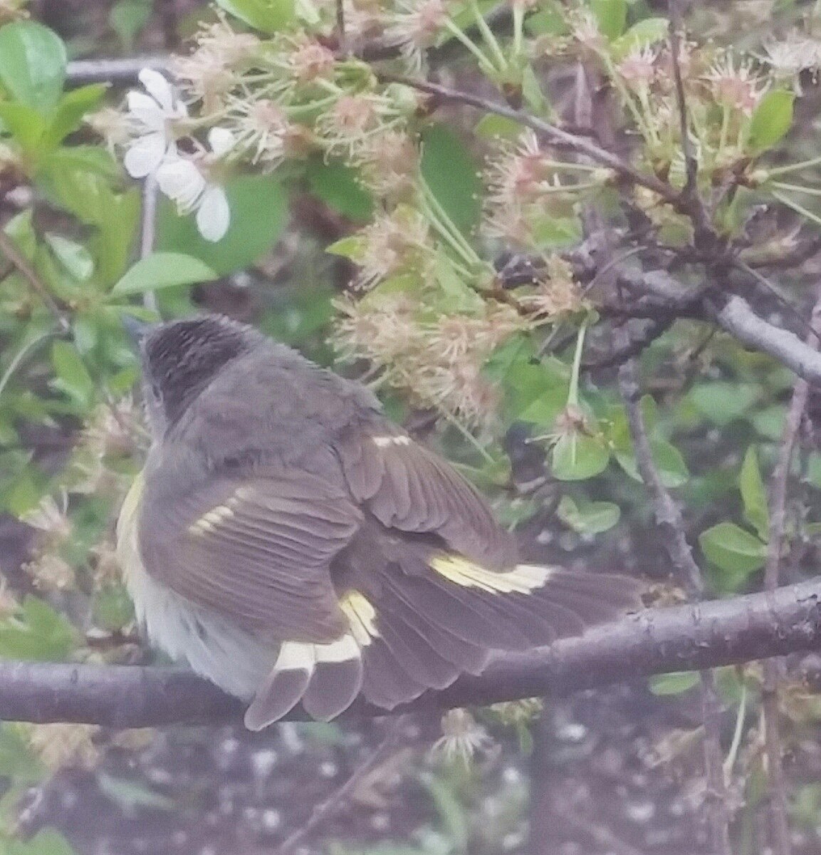 American Redstart - Audrey McIlraith