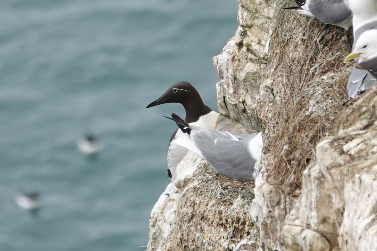 Common Murre - Toby Holmes