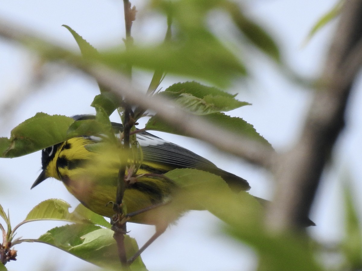 Magnolia Warbler - Richard Lepage