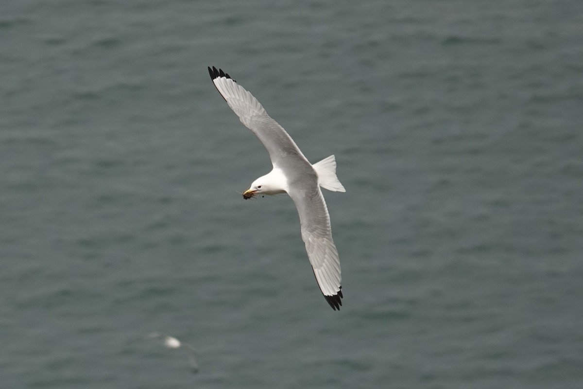 Black-legged Kittiwake - Toby Holmes