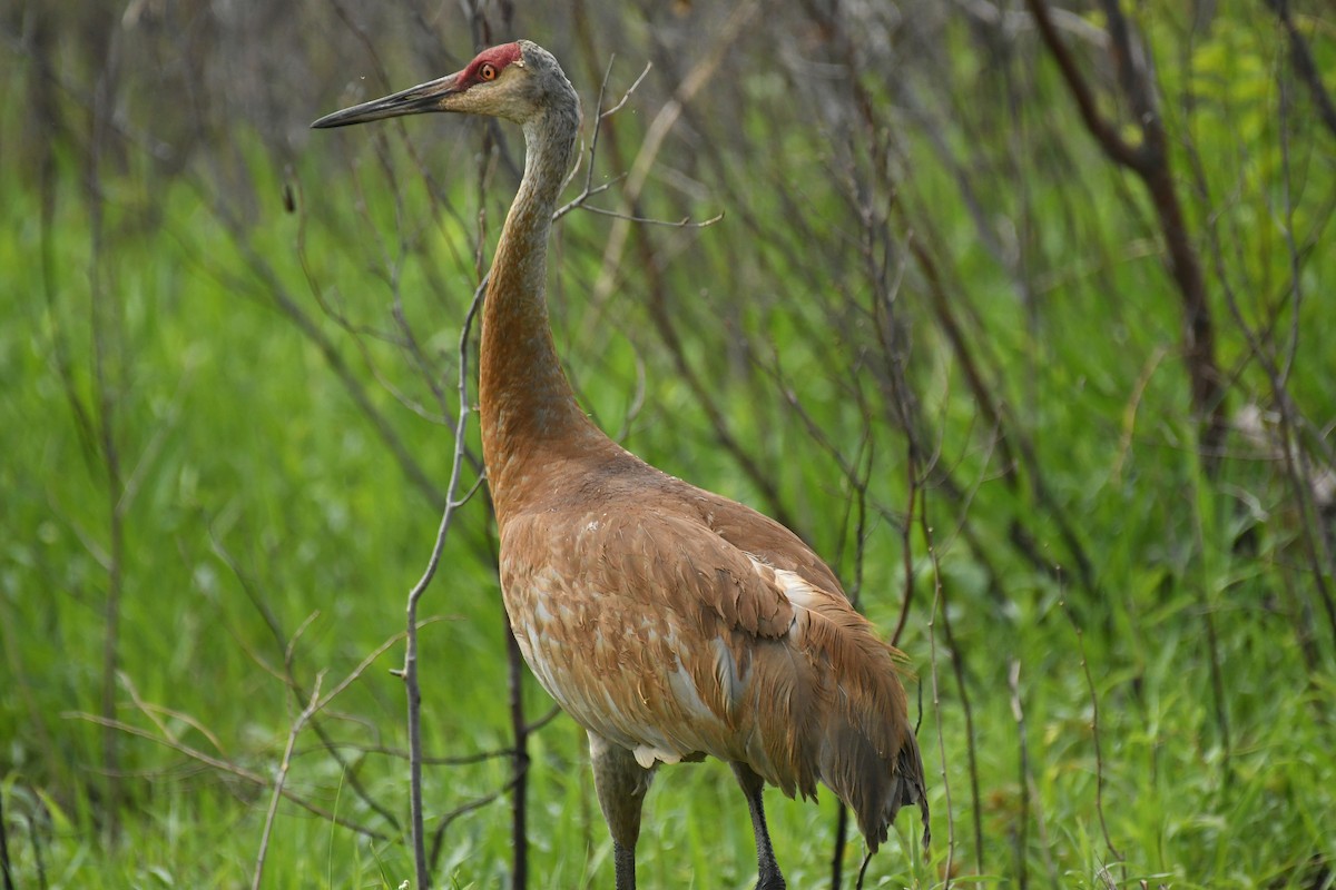 Sandhill Crane - Marcia Suchy