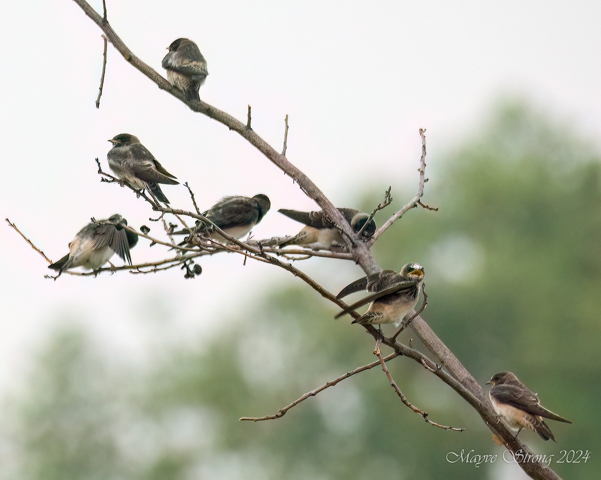 Cliff Swallow - ML619535746