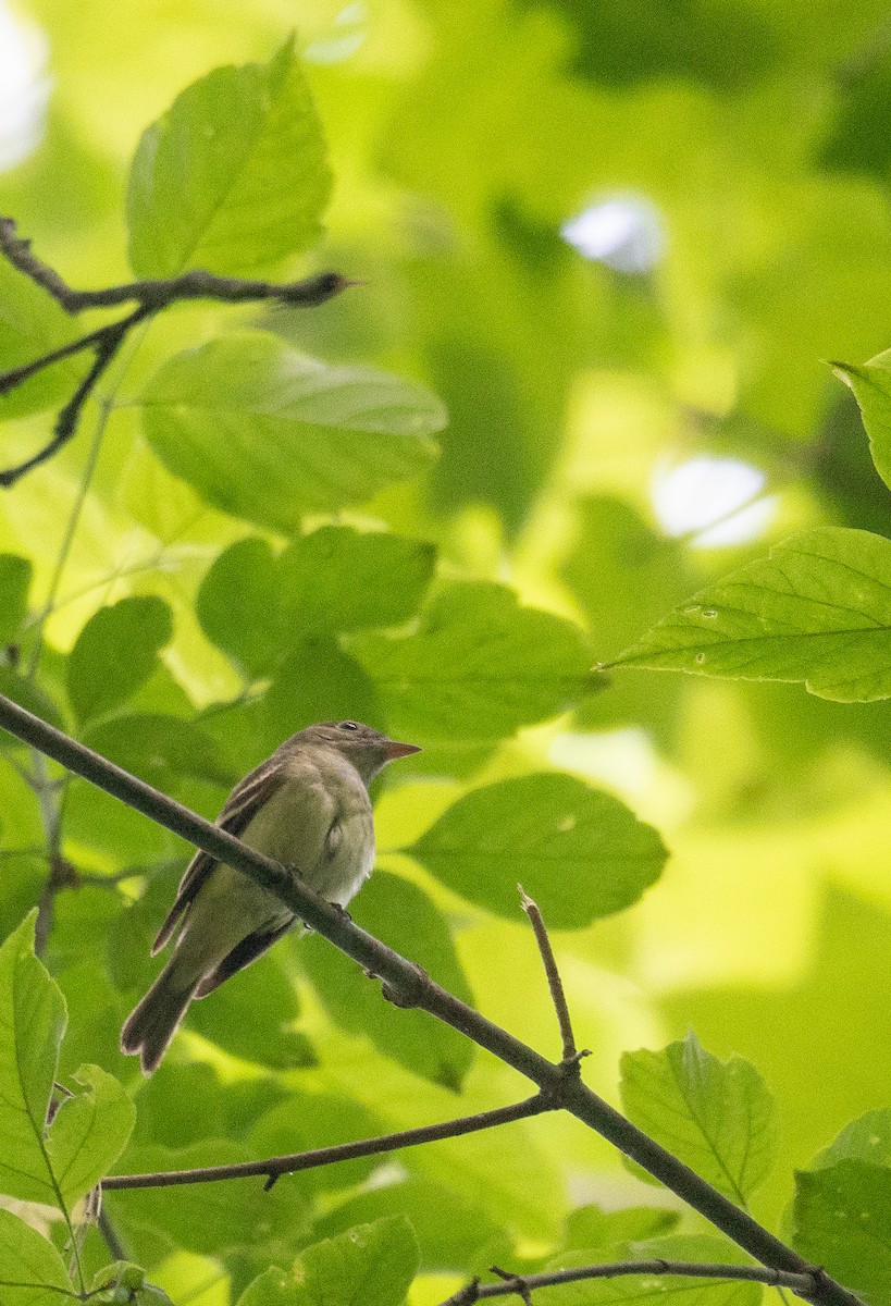 Acadian Flycatcher - Kevin Gong