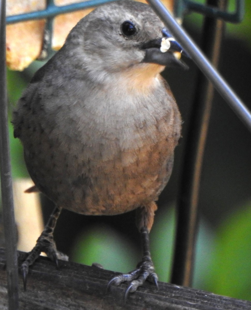 Brown-headed Cowbird - Karen McClure