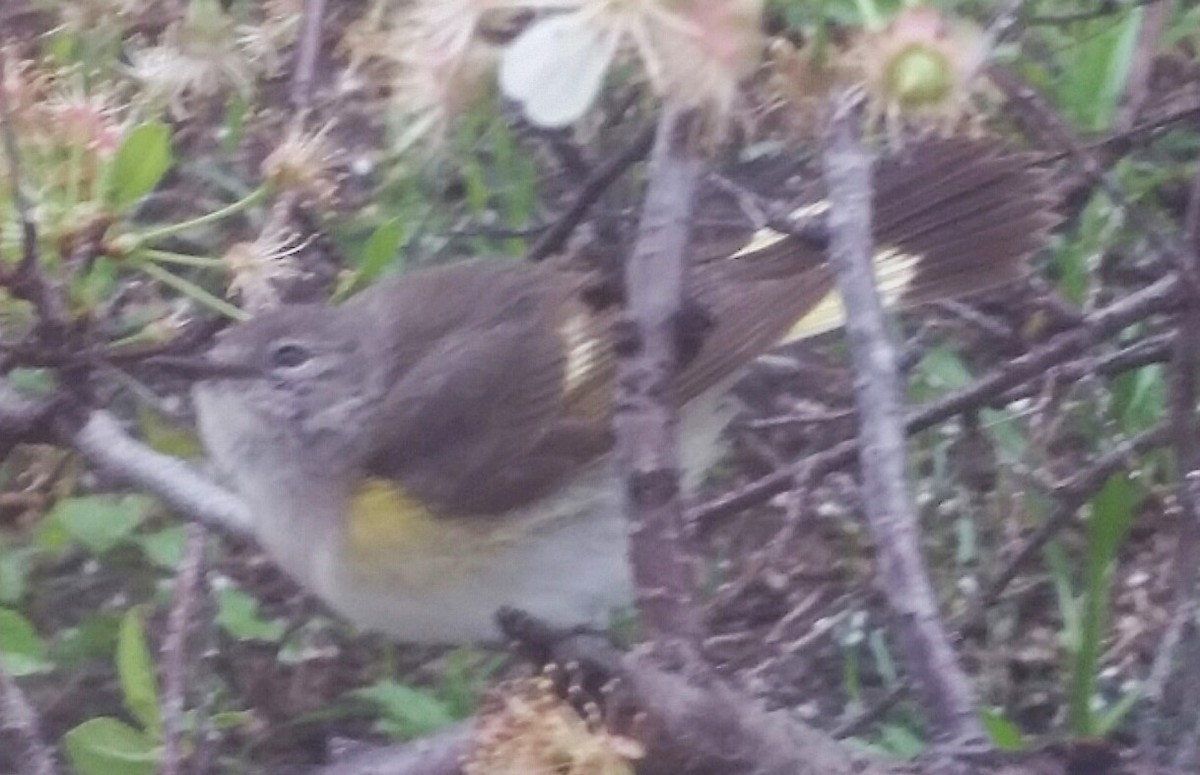 American Redstart - Audrey McIlraith