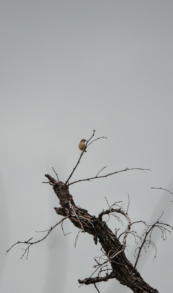 Golden-headed Cisticola - Anonymous