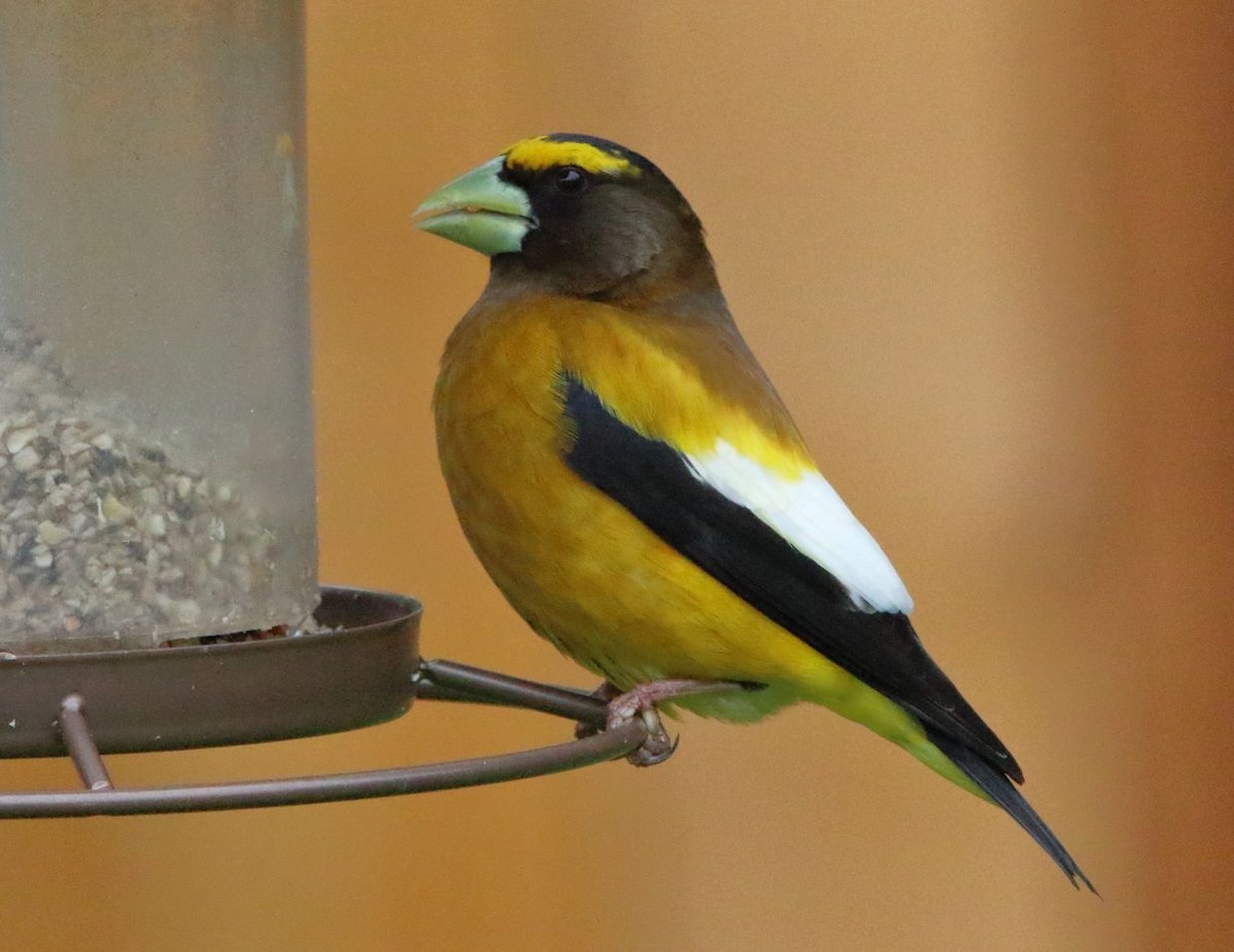 Evening Grosbeak - Breck Breckenridge