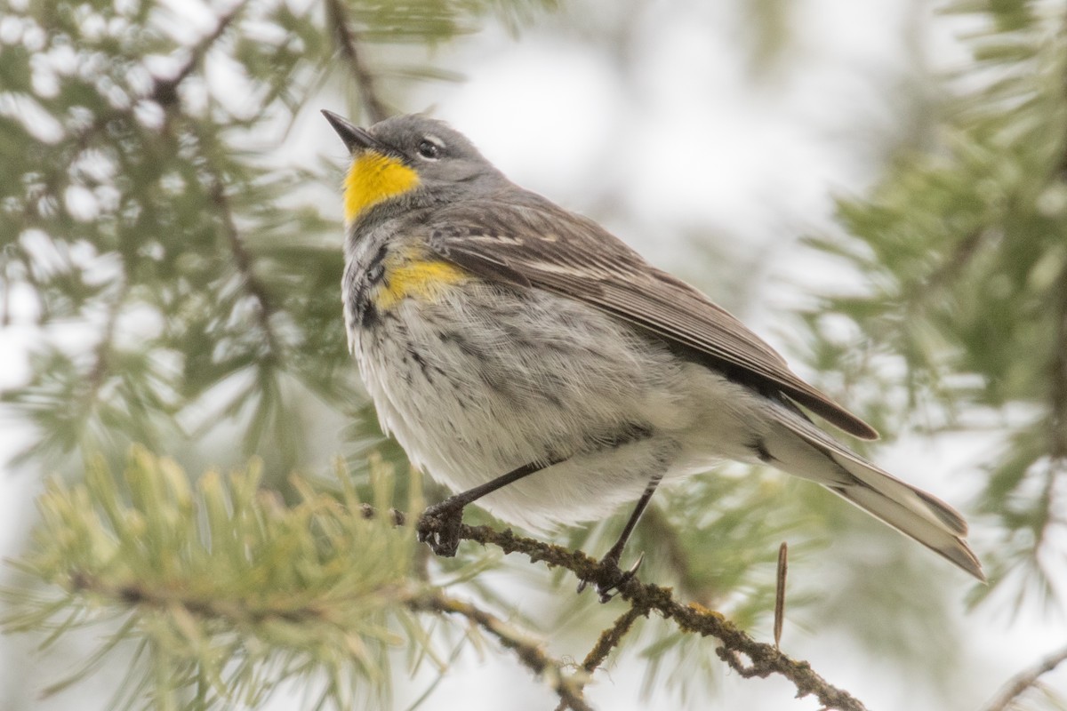 Yellow-rumped Warbler - Barry Porter