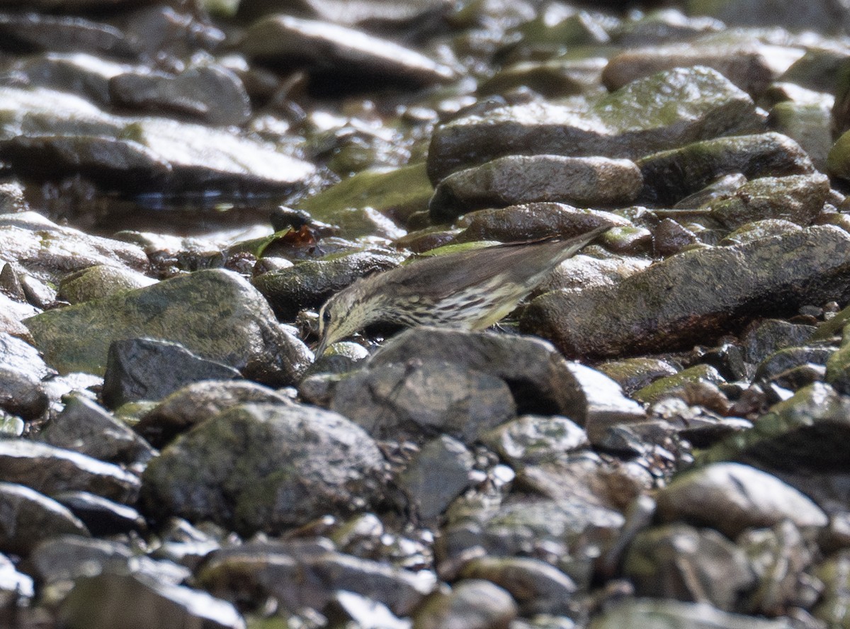 Northern Waterthrush - Kevin Gong