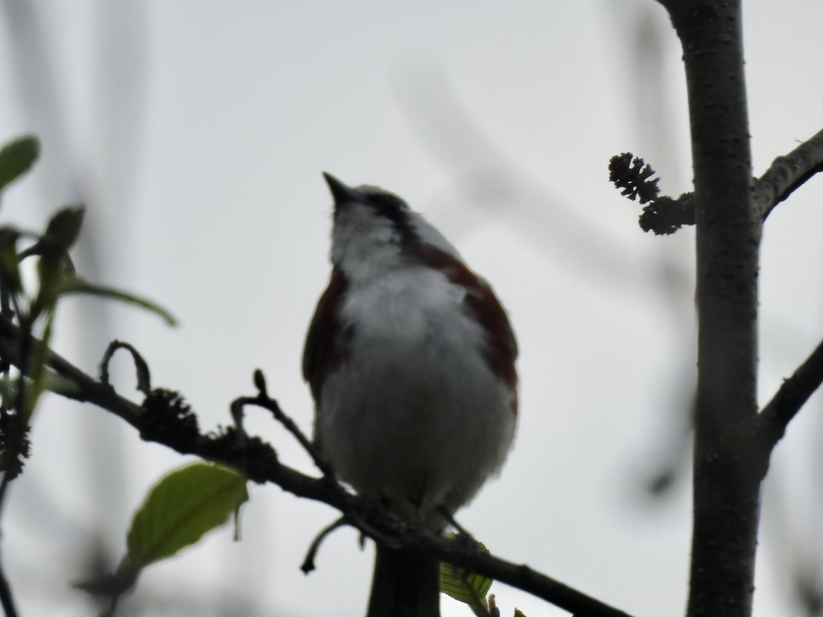 Chestnut-sided Warbler - Richard Lepage