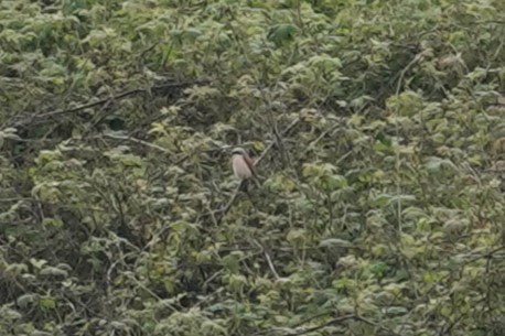 Red-backed Shrike - Toby Holmes