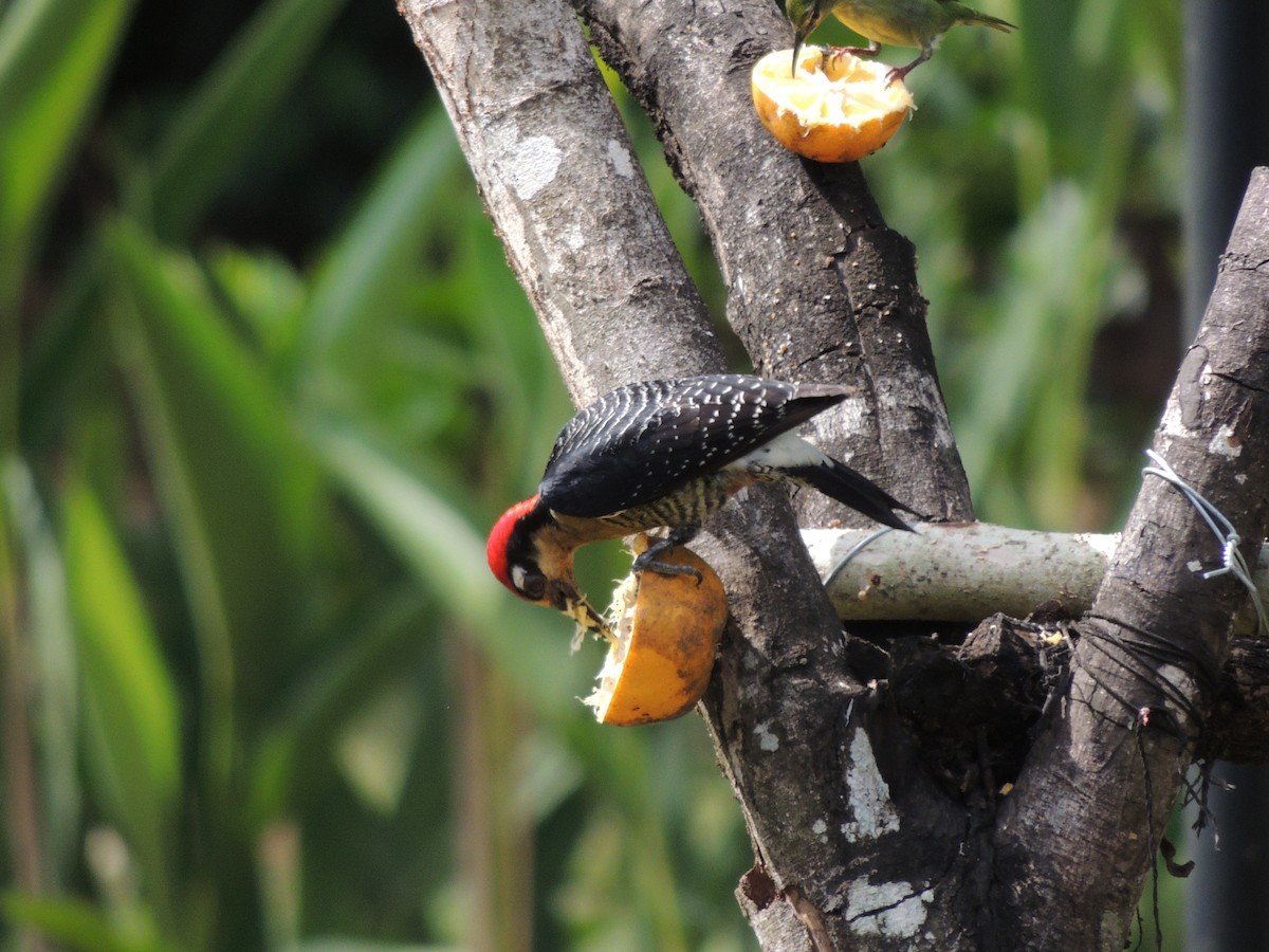 Black-cheeked Woodpecker - Roger Lambert