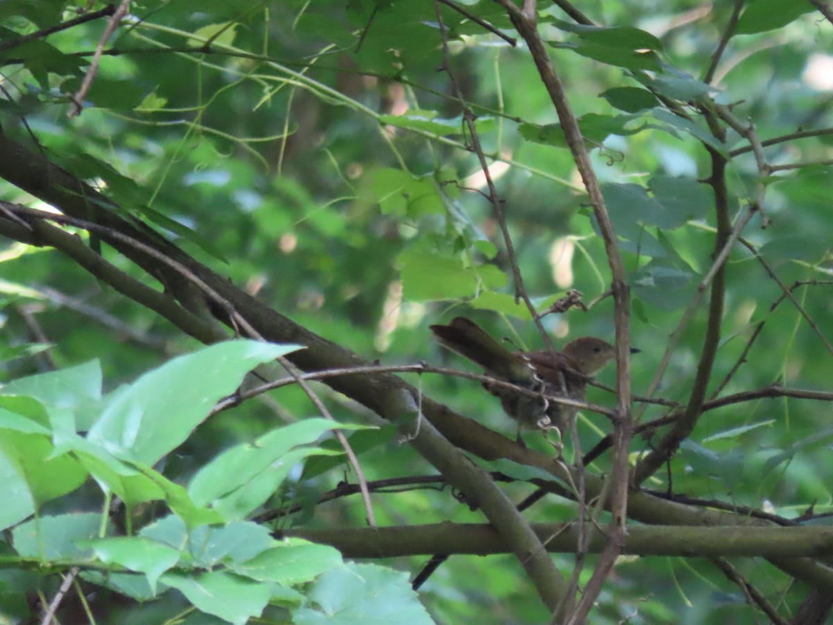 Brown Thrasher - Clayton  Koonce