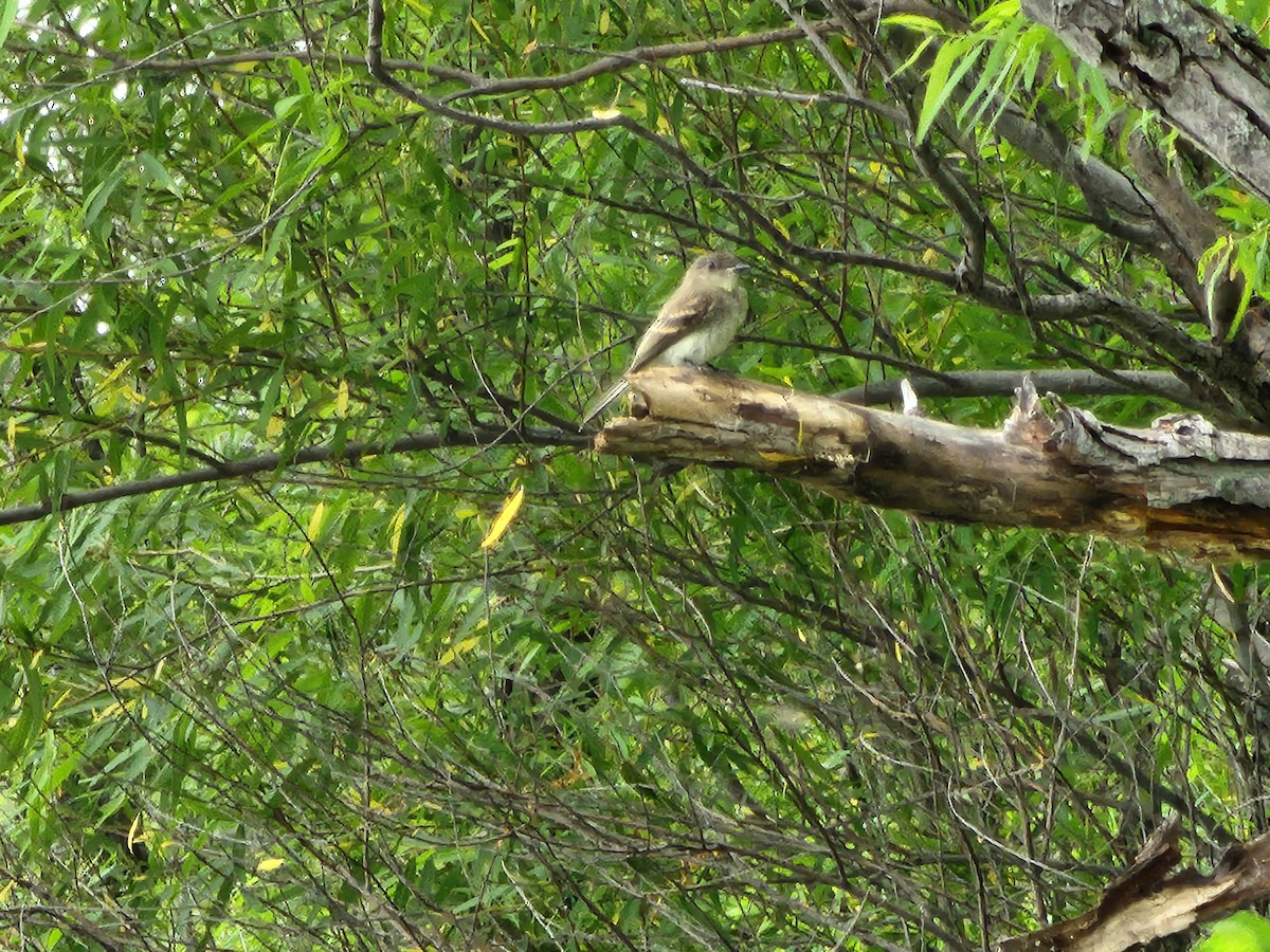 Eastern Phoebe - ML619535772