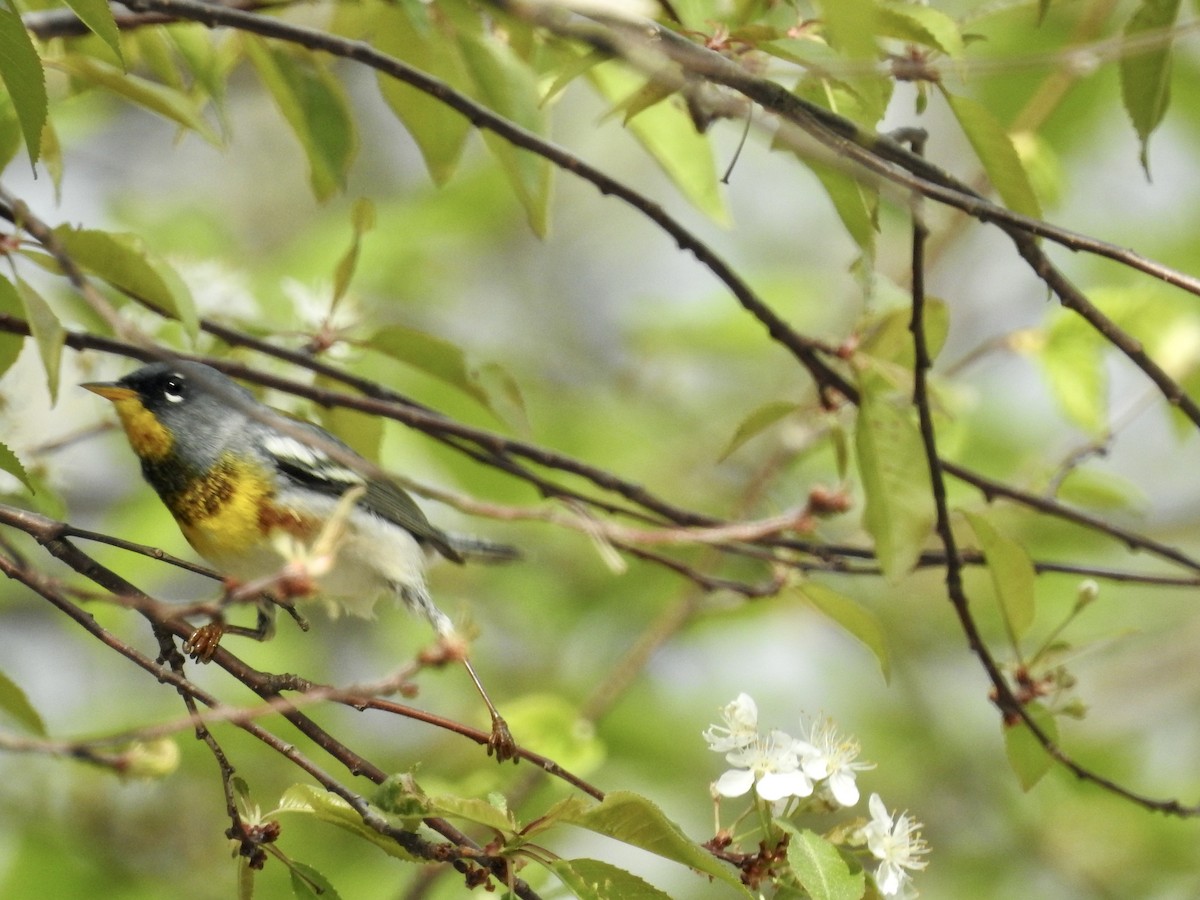 Northern Parula - Richard Lepage