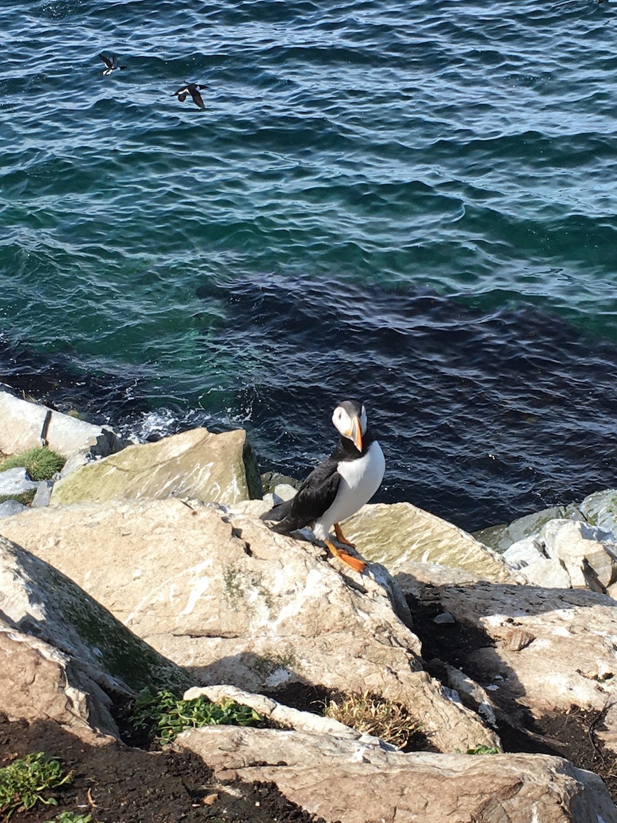 Atlantic Puffin - Detlef Stremke