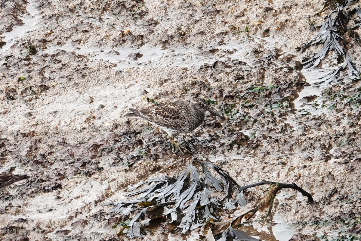 Purple Sandpiper - Toby Holmes