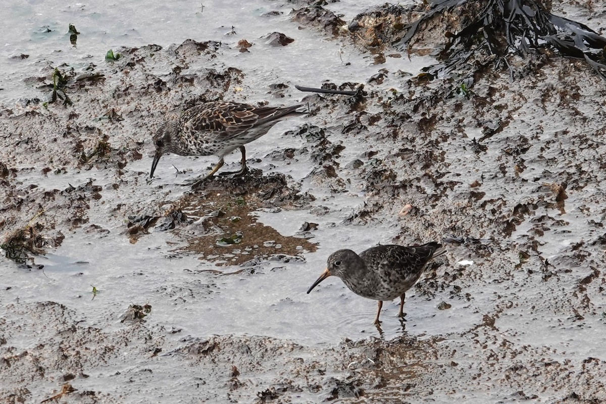 Purple Sandpiper - Toby Holmes