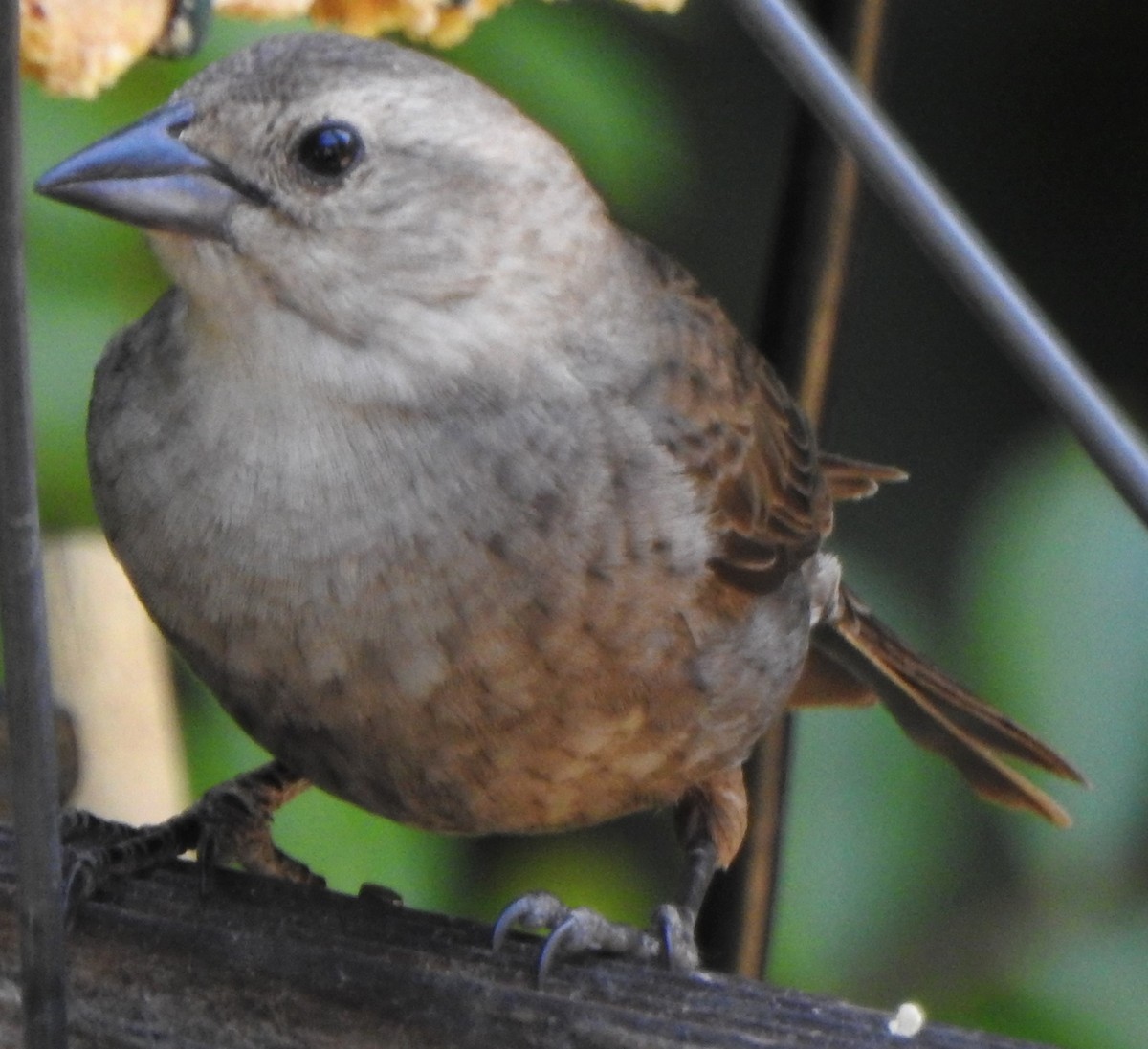 Brown-headed Cowbird - Karen McClure