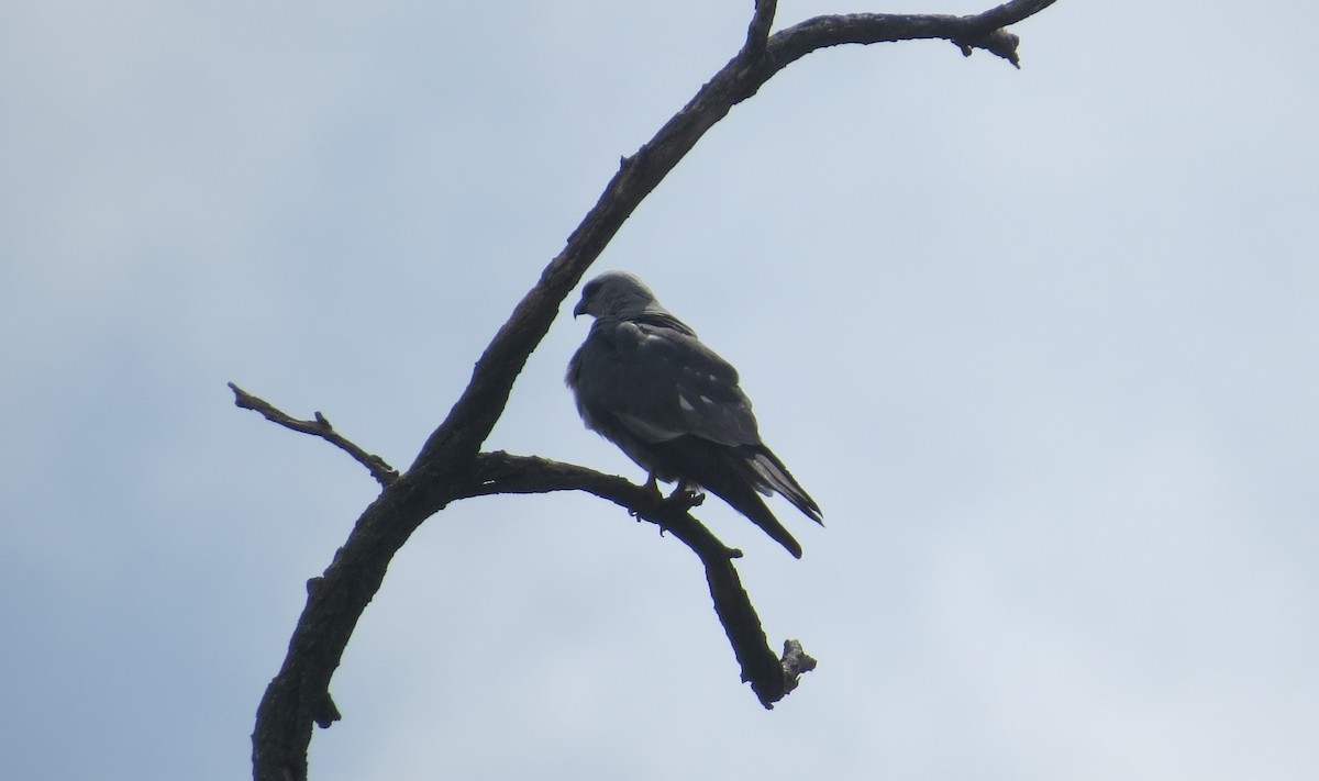 Mississippi Kite - Robin Skinner