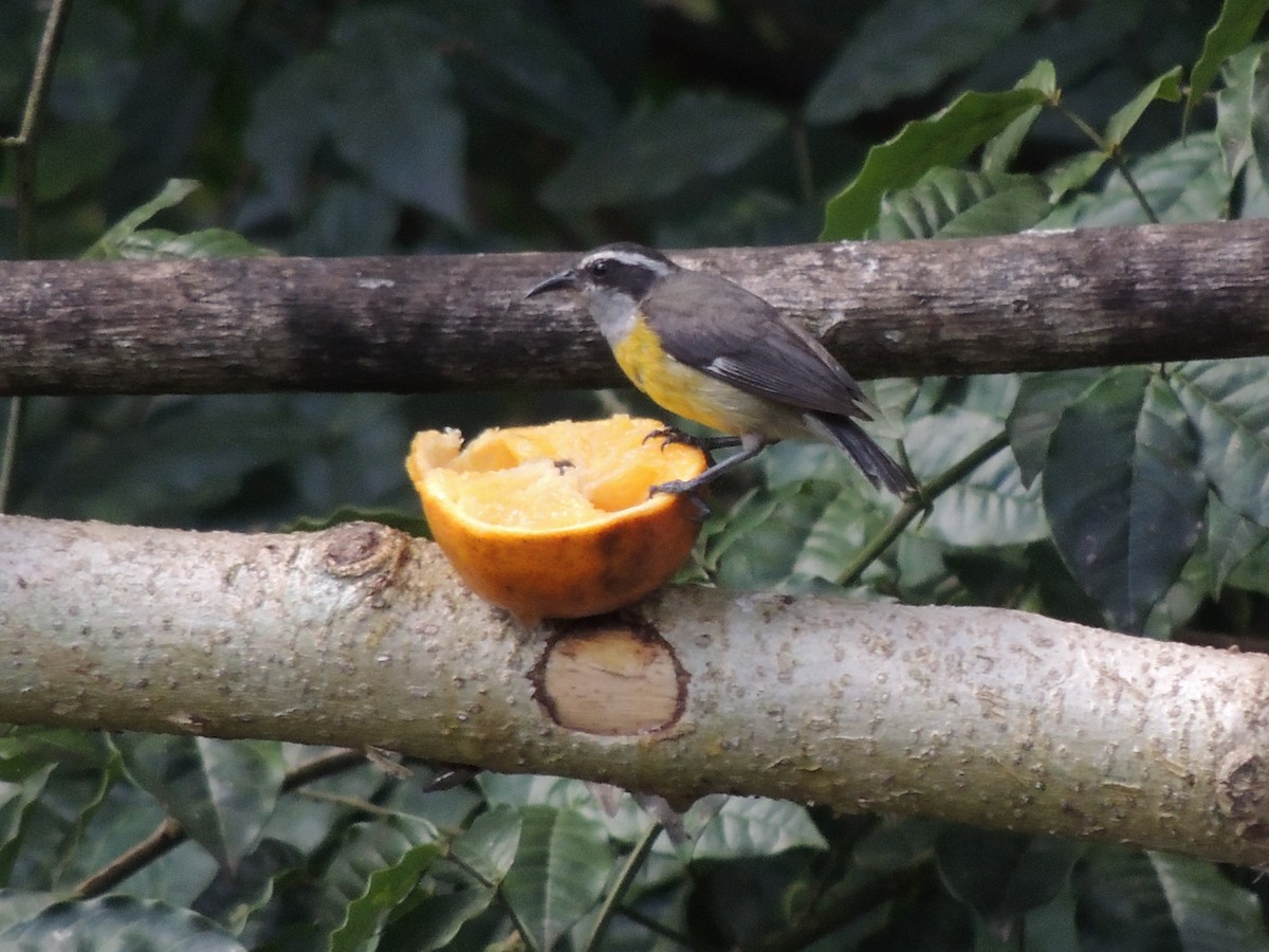 Bananaquit - Roger Lambert