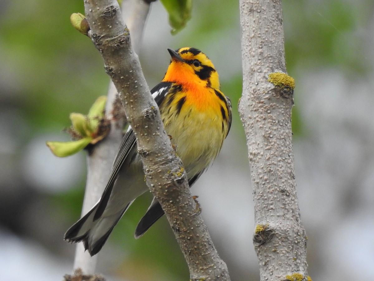 Blackburnian Warbler - Richard Lepage