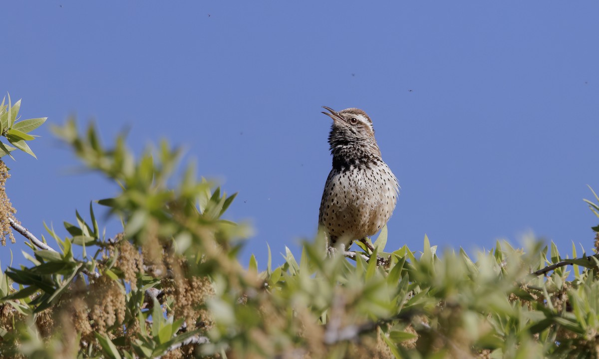 Cactus Wren - Steve Kelling