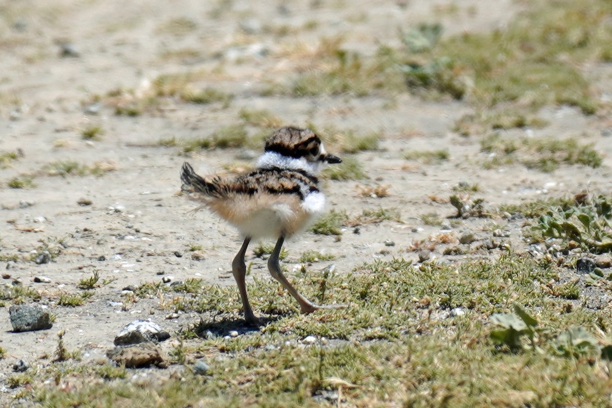 Killdeer - Susan Iannucci