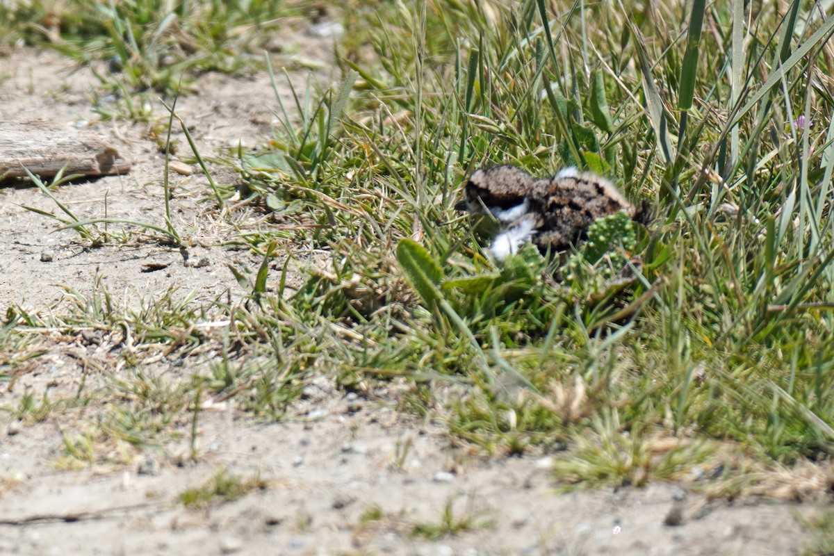 Killdeer - Susan Iannucci