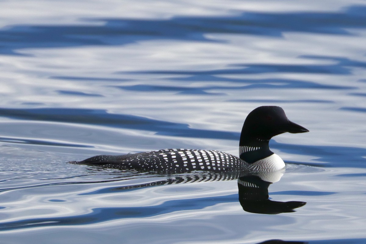 Common Loon - Sarah von Innerebner