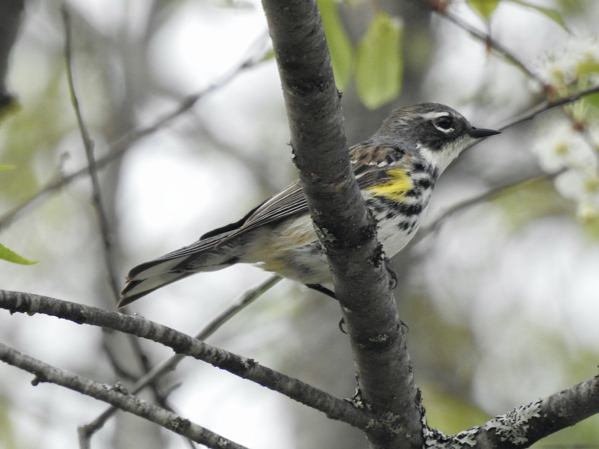 Yellow-rumped Warbler - Richard Lepage