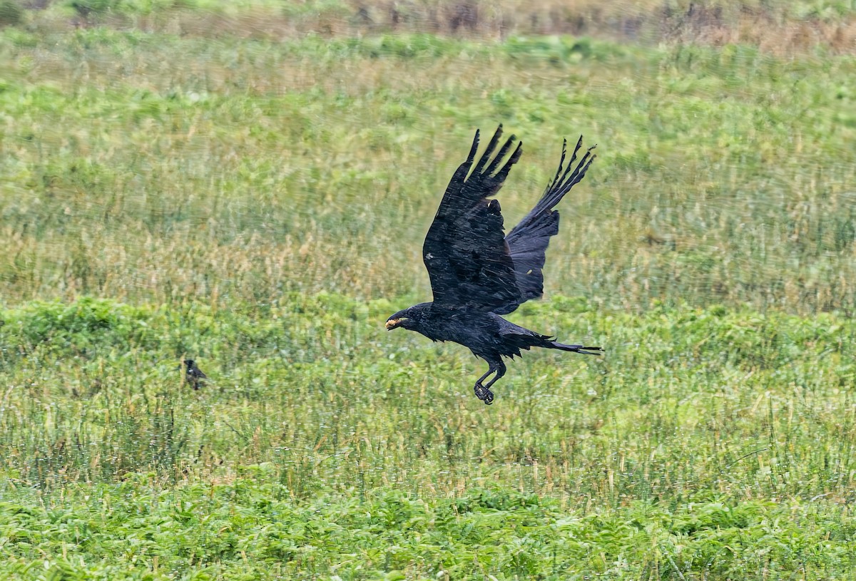 Common Raven - ML619535818