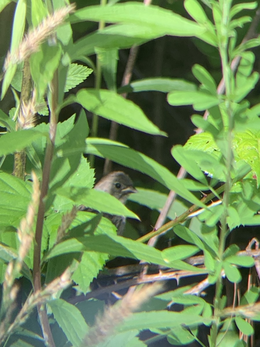 Field Sparrow - Alex Trifunovic