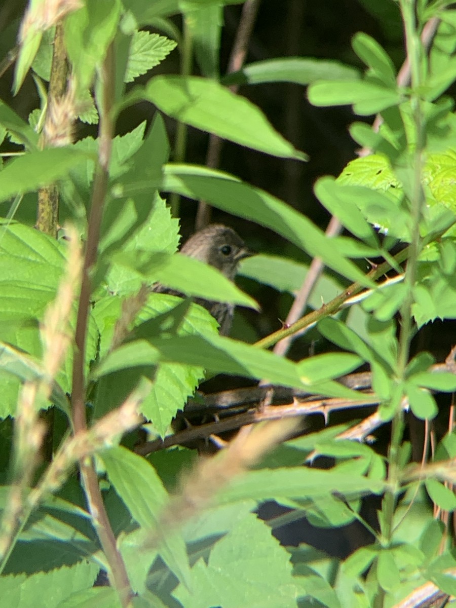 Field Sparrow - Alex Trifunovic