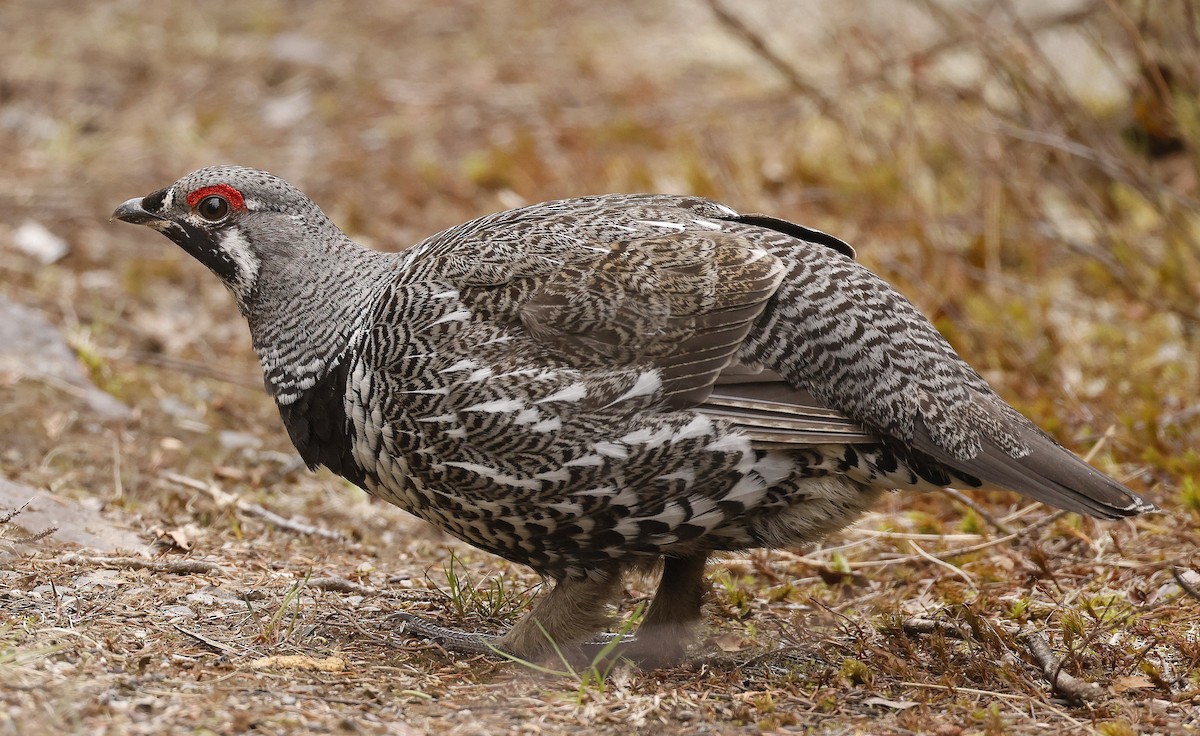 Spruce Grouse - Charles Fitzpatrick