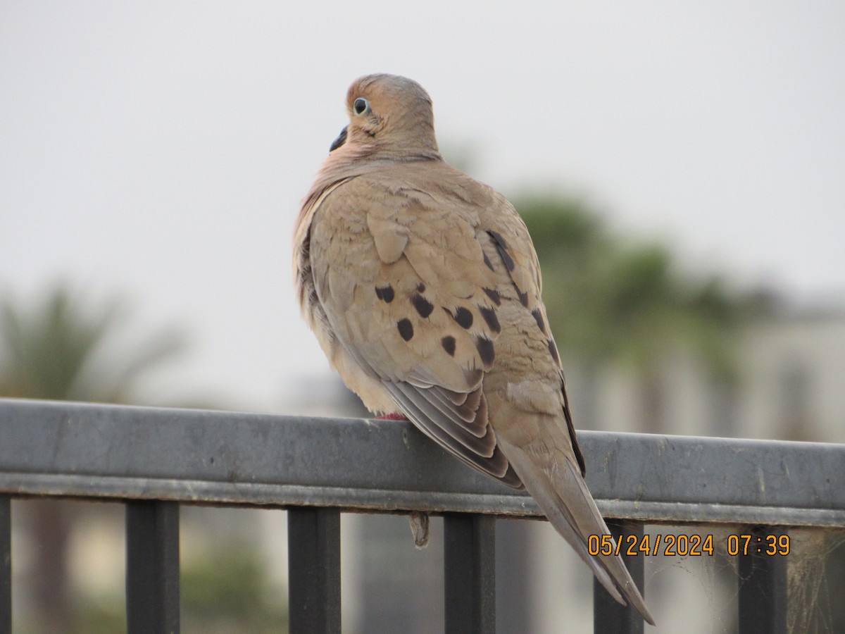 Mourning Dove - crdf bird