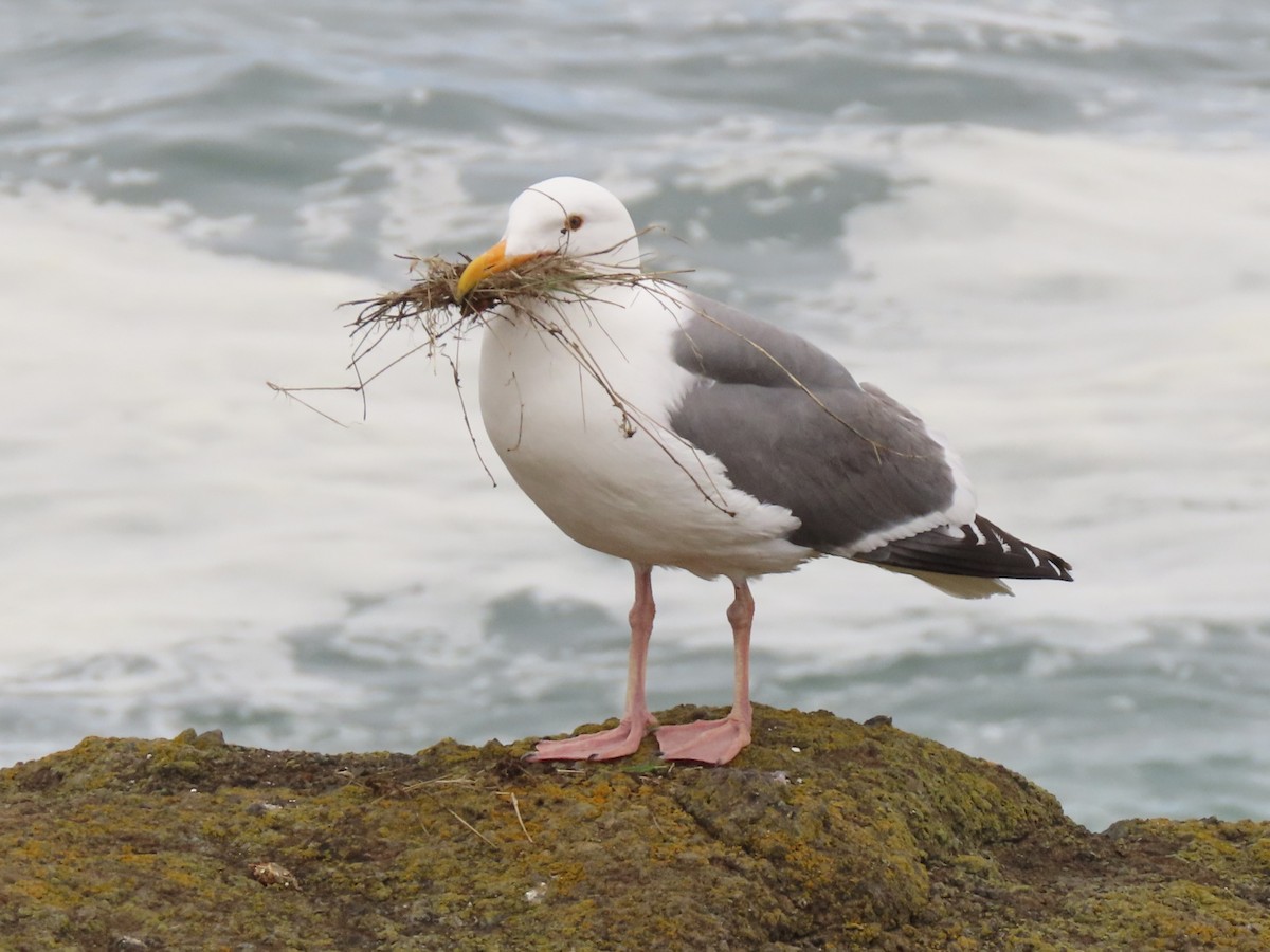 Western Gull - Joan Baker