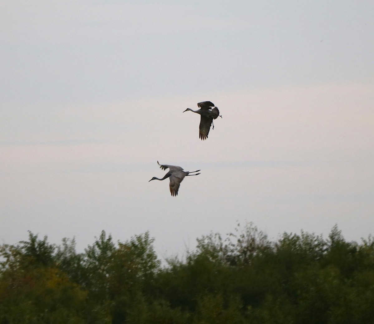 Sandhill Crane - Lisa Maier