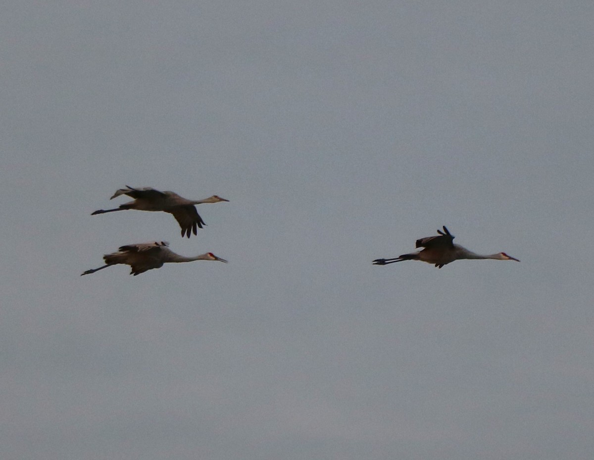 Sandhill Crane - Lisa Maier