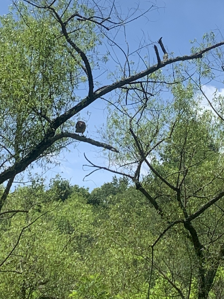 Red-shouldered Hawk - Rick Tappan