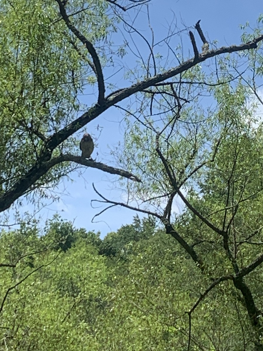 Red-shouldered Hawk - Rick Tappan