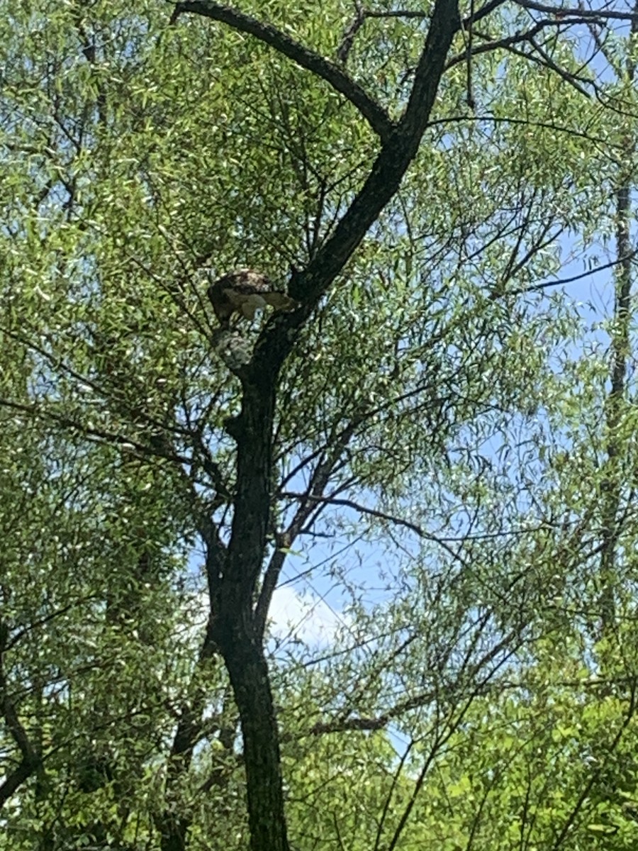 Red-shouldered Hawk - Rick Tappan