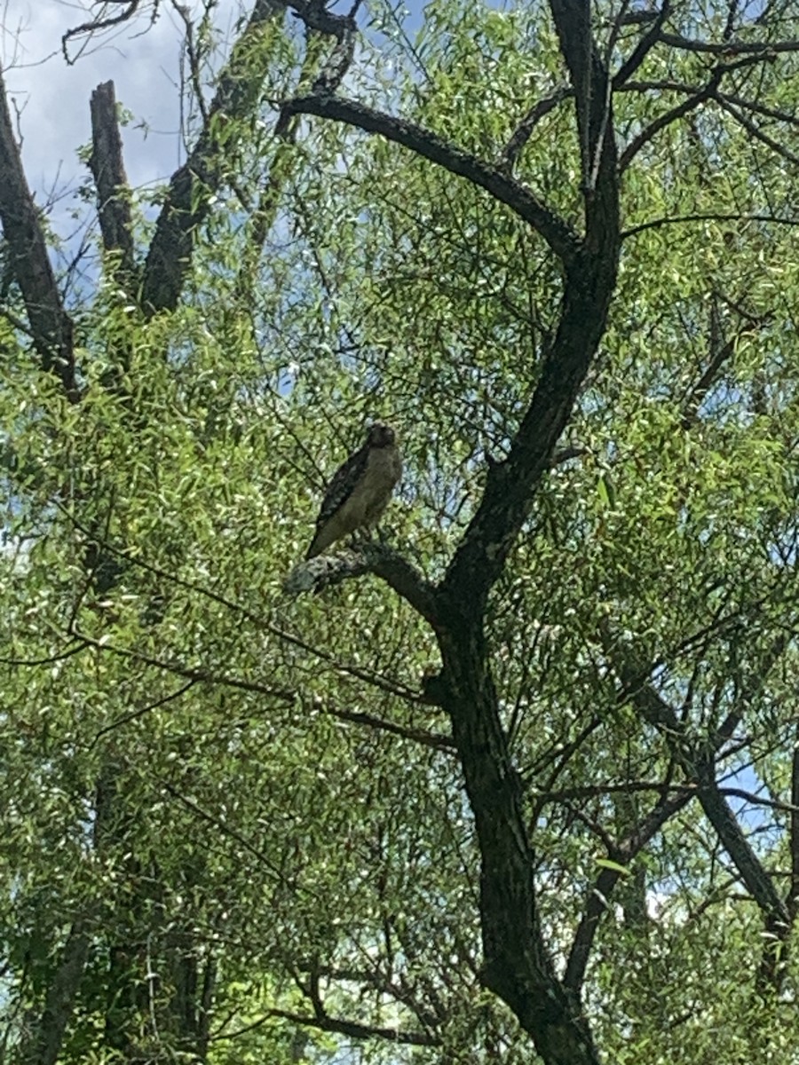 Red-shouldered Hawk - Rick Tappan