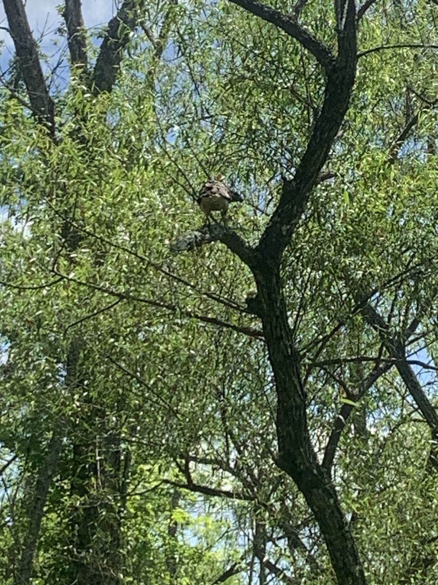 Red-shouldered Hawk - Rick Tappan