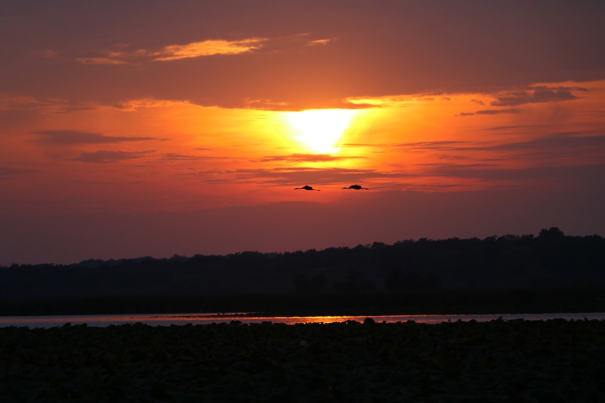 Sandhill Crane - Lisa Maier