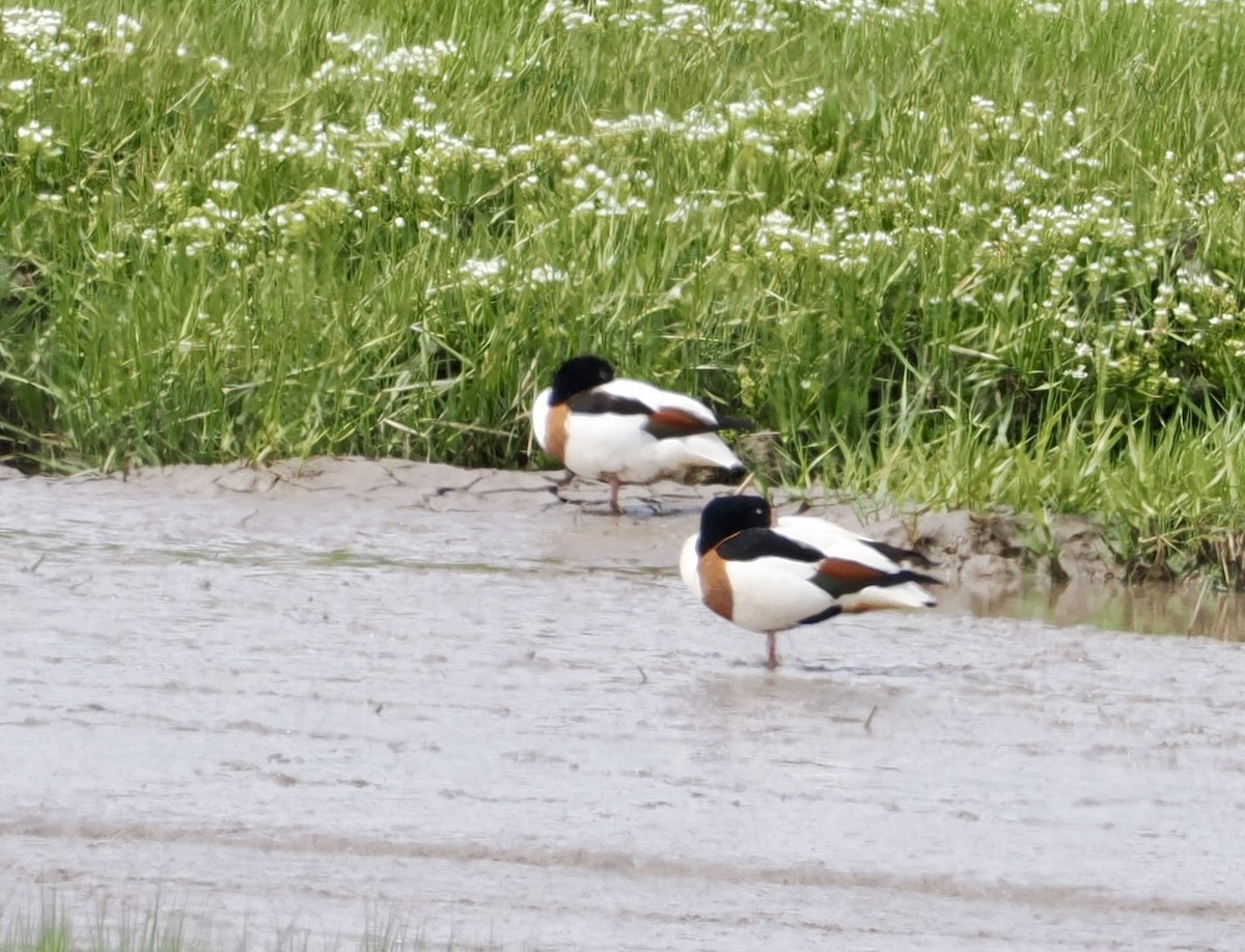 Common Shelduck - ML619535852