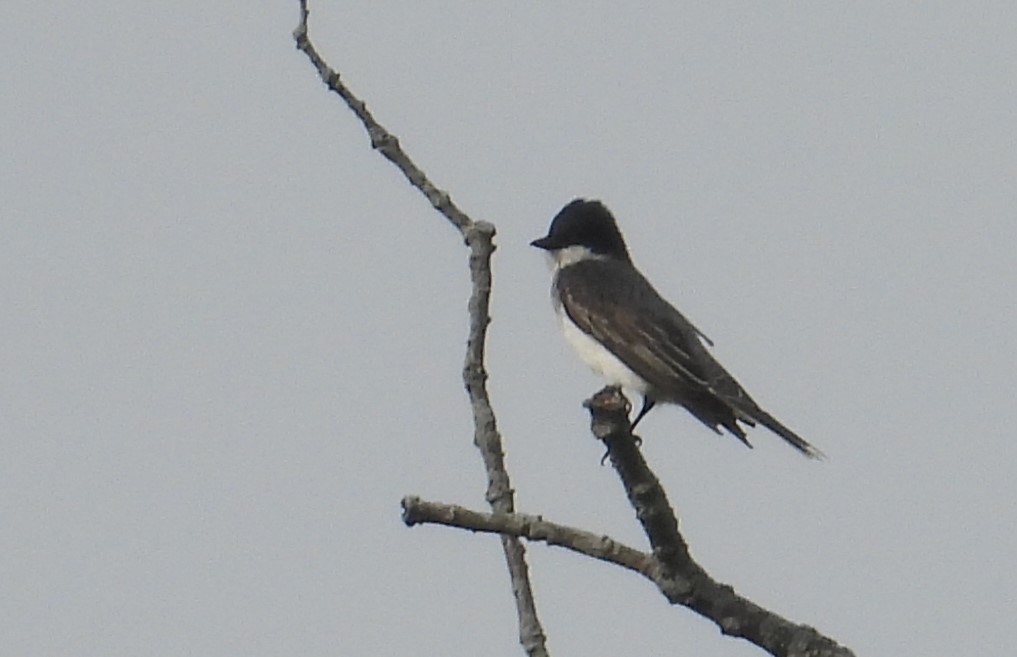 Eastern Kingbird - Matt Tobin