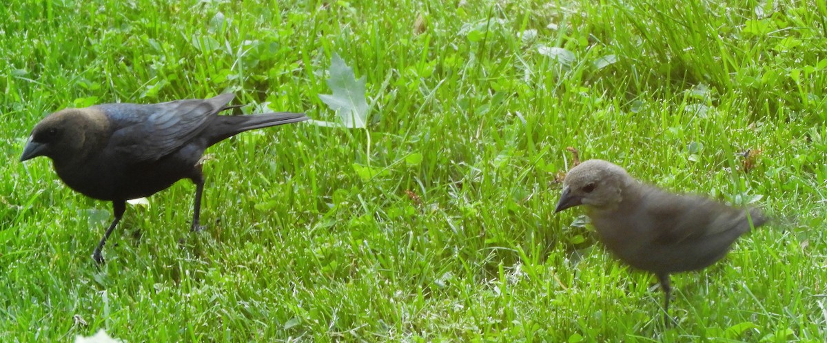 Brown-headed Cowbird - JaniceAndKeith Moreau